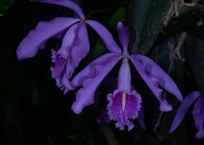 Ecuador-World Orchid Conference tour - 59