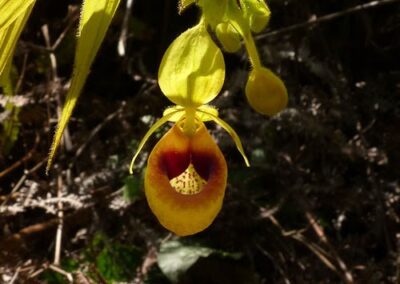 Ecuador-World Orchid Conference tour - 215