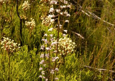 Orchids of the Cape Floral Kingdom (South Africa) - 5