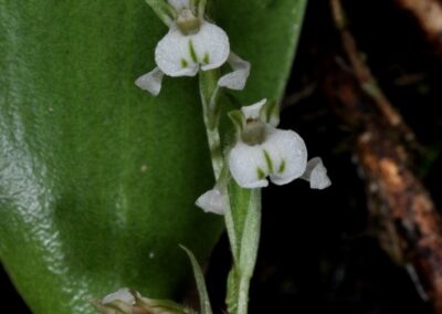 Unidentified Terrestrial Orchid Species (Spiranthinae?)