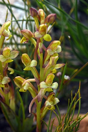 Orchids of the Cape Floral Kingdom (South Africa) - 37