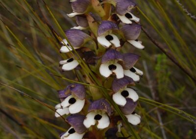 Orchids of the Cape Floral Kingdom (South Africa) - 45