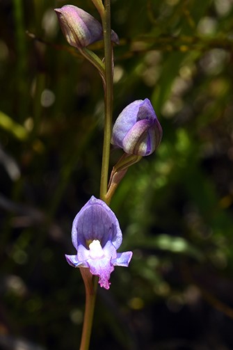 Orchids of the Cape Floral Kingdom (South Africa) - 61