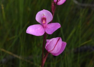 Orchids of the Cape Floral Kingdom (South Africa) - 71