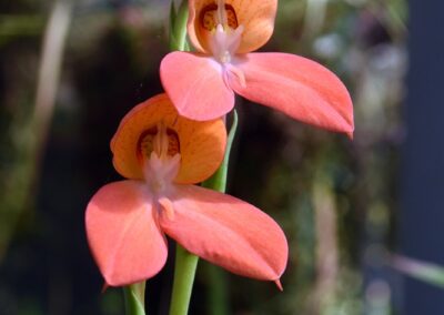 Orchids of the Cape Floral Kingdom (South Africa) - 93