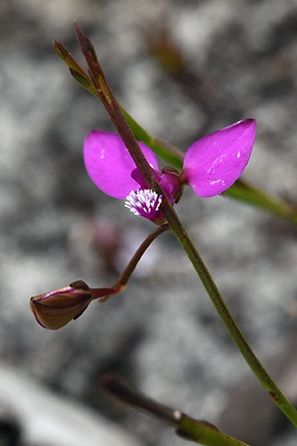 Orchids of the Cape Floral Kingdom (South Africa) - 179