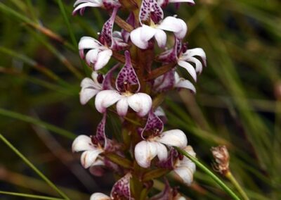 Orchids of the Cape Floral Kingdom (South Africa) - 211
