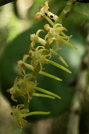 Orchids of the Cape Floral Kingdom (South Africa) - 221