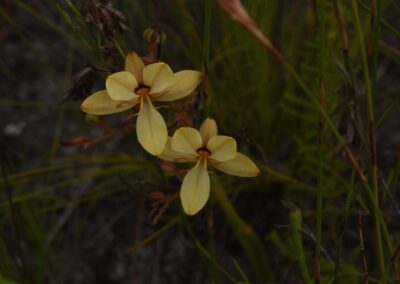 Orchids of the Cape Floral Kingdom (South Africa) - 231