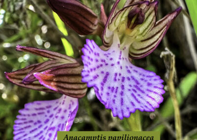 Anacamptis papilionacea butterfly orchid
