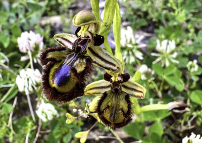 Ophrys speculum (looking glass orchid)