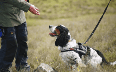 Tasmania Orchid Sniffing Dogs