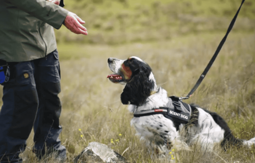Tasmania Orchid Sniffing Dogs