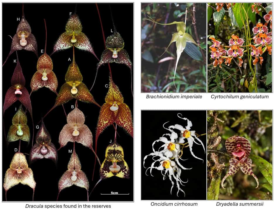 Dracula species found in the reserves