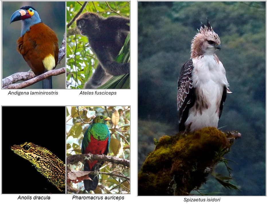 species found in the reserves